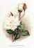 Innocente Pirola rose photo