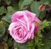 Papillon rose photo