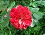 Sganarelle ® rose photo