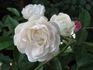 Muttertag Weiss rose photo