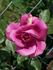 Simply Marvelous! ™ rose photo
