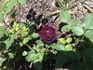 Scarman's Velvet China rose photo