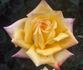 Headline rose photo