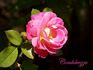 Condoleezza rose photo
