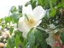 Mrs. Richard Turnbull rose photo