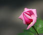 Duchess of Albany rose photo