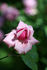 Duchess of Albany rose photo
