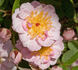 Belgian Lace rose photo