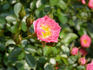 Dick's Delight ™ rose photo