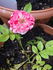 Charlie Brown ™ rose photo