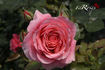 Rose de Bayonne rose photo
