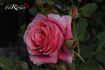Rose de Bayonne rose photo