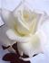 Prudence Elizabeth rose photo