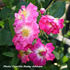 Île de France rose photo