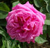 Comtesse Henriette Combes rose photo