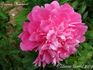 Princess Margaret peony photo