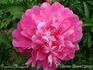 Princess Margaret peony photo