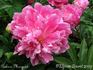 Princess Margaret peony photo