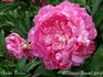 Charles Verdier peony photo