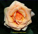 Cheshire rose photo
