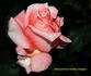 Desirée ® rose photo