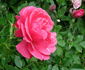 Derdinger Sommer rose photo