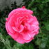 Derdinger Sommer rose photo