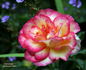 Fantastique rose photo