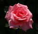 Charles Dillon rose photo