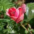 Charles Dillon rose photo