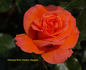 Gavnø ™ rose photo
