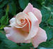 American Honor rose photo