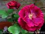 Granny Grimmetts rose photo