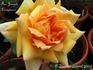 Feu Joseph Looijmans rose photo