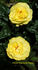 Golden Wedding rose photo