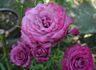 Spellcaster rose photo