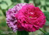 Variegata di Bologna Rouge rose photo