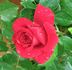 Dynamite ™ rose photo