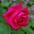 Dr. Andry rose photo