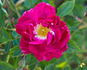 120-06-02 rose photo