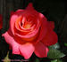 Maria McGredy rose photo