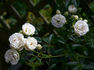 Muttertag Weiss rose photo