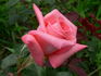 Cloud Nine rose photo
