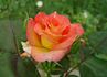 Elizabeth Scholtz rose photo