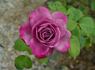 Monet rose photo