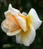 Crown of Gold rose photo