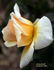 Crown of Gold rose photo