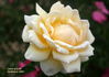 Crown of Gold rose photo