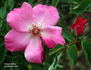 Frances Ashton rose photo