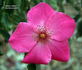 Frances Ashton rose photo
